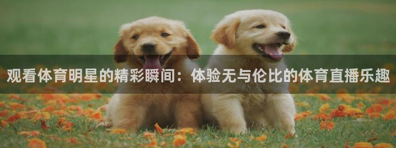 观看体育明星的精彩瞬间：体验无与伦比的体育直播乐趣