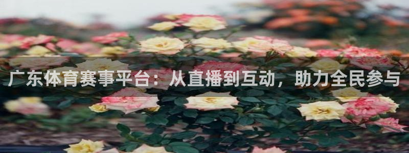 广东体育赛事平台：从直播到互动，助力全民参与